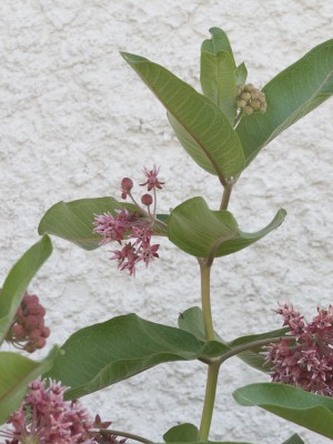 Milkweed1